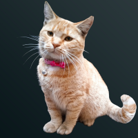 Patiicann Cheerfull Paws