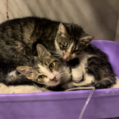 Doğu and Bati (East and West)