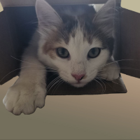 Catsville Rescue Sanctuary