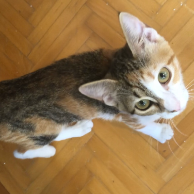 Calypso (aka Broken Paw)