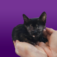 FKG Foster Kittens Greece