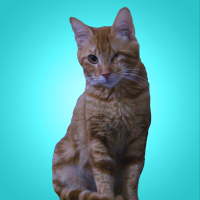 Sarman Animal Rescue