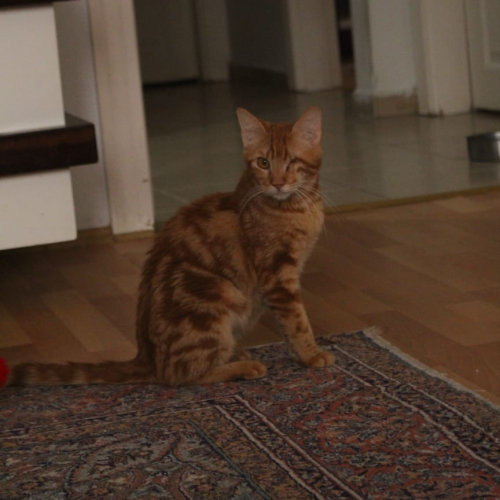 KORSAN