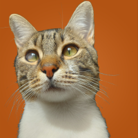 Viskas Animal Rescue