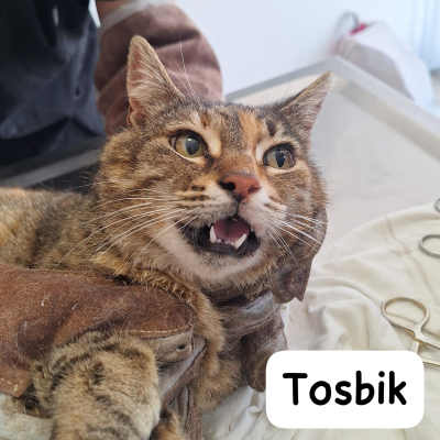 Tosbik