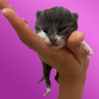 Tiny Paws Rescuer