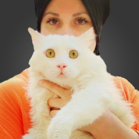 Honey Cats Animal Rescue