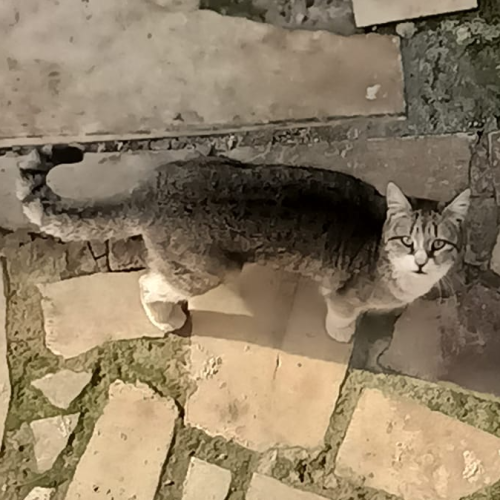 Çiçek