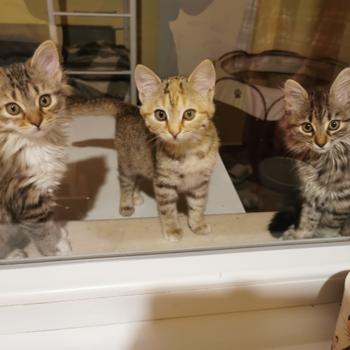 Leon, Tiger-Lily, Jasmine