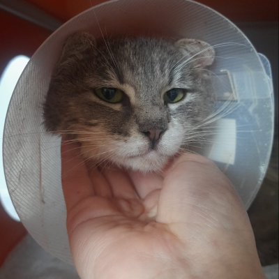 Bakkal (Grocery) (and 5 Kittens)