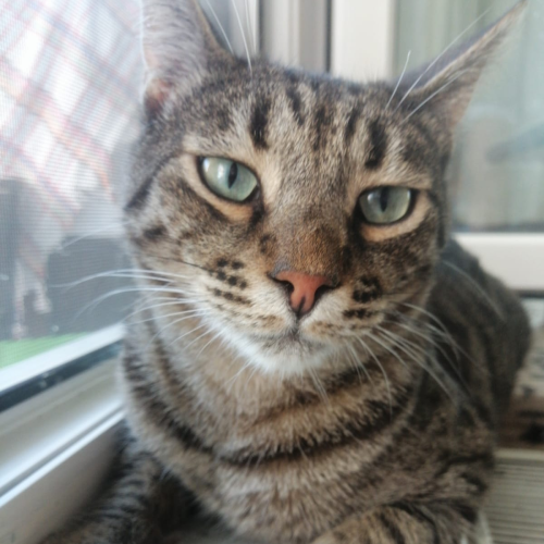 Lebi (Chickpea)