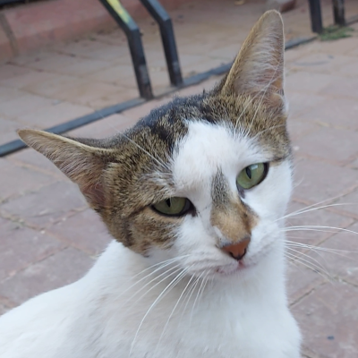 Mugi, Karam, Boncuk, Kadife, Daisy