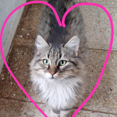 New place cats,Annis,cingoz,maske,one,yercücesi.....