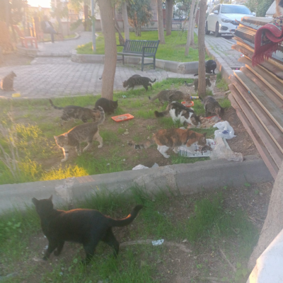 Stray cat feeding (Izmir)