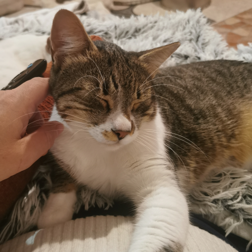 Loki, Leia and Louie