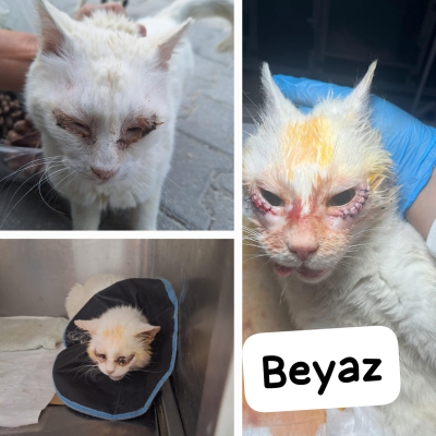 Beyaz