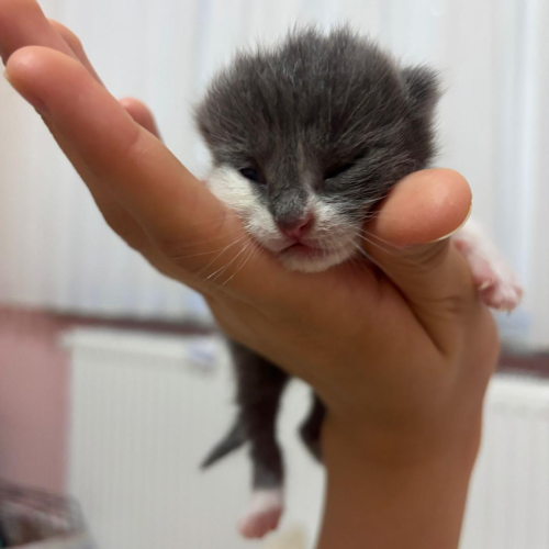 Tiny Paws Rescuer[a0c916a9-d6eb-4028-b580-2e3193a60360]