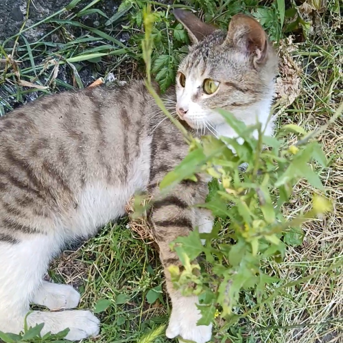 Çilek