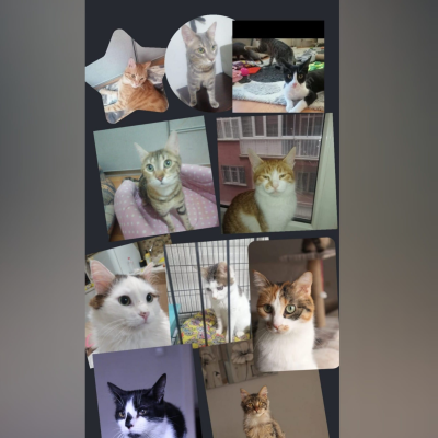 10 cats need microchips