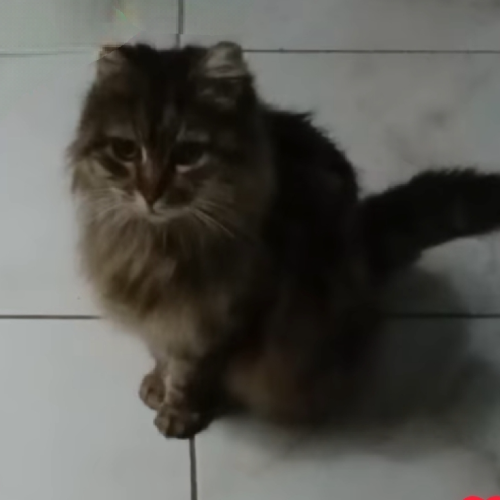 DIVA