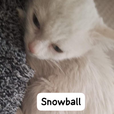 Snowball