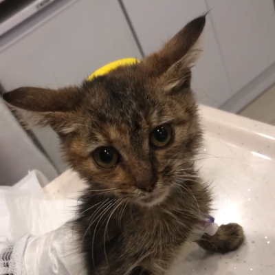 Bella (formerly Jacob) (Open Fracture)