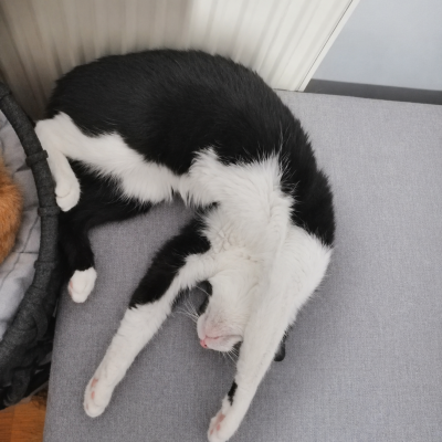 COCO