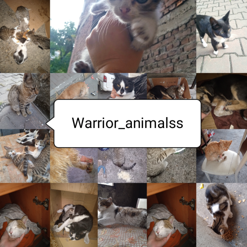 Warrior_animalss[c7474ca0-2721-438d-b926-b60d25dcae1c]