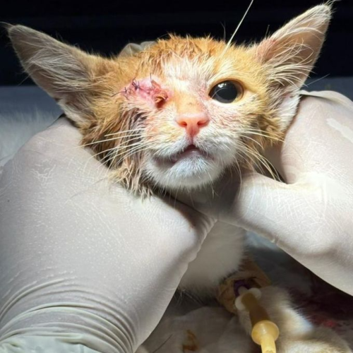 Kitten