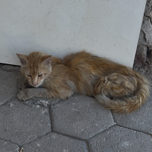 YEKTA (Seven)