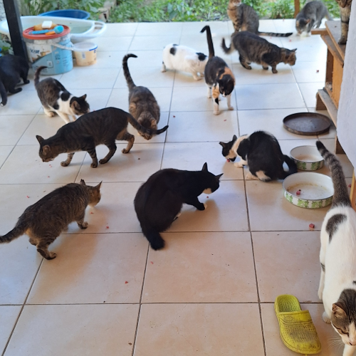 Stray cat feeding (Izmir)