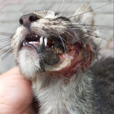 Strong (adopted :) )