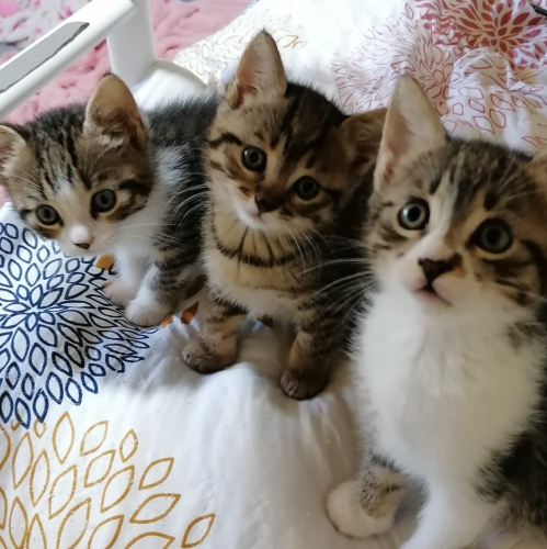 Loki, Leia and Louie