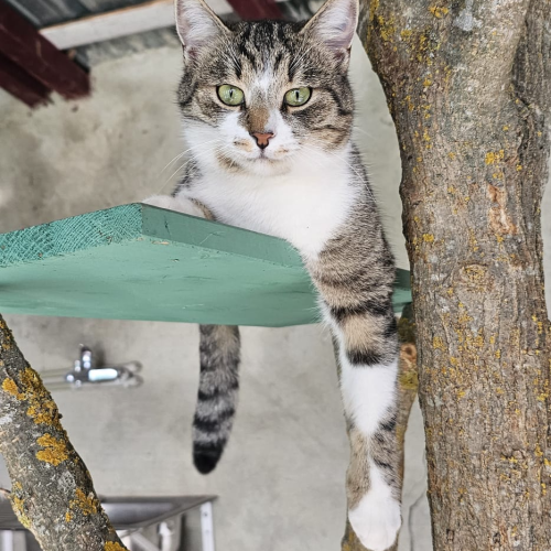 Catsville Sanctuary Cats