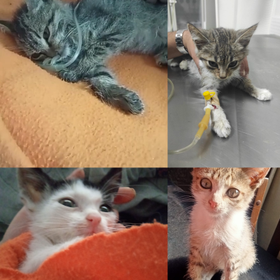 5 Siblings (Pamuğu, Fıstık, Çilek, Duman and one unnamed kitten)