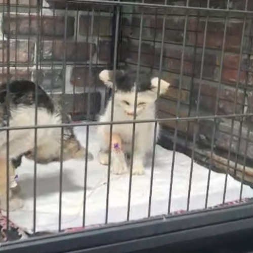 2 kittens
