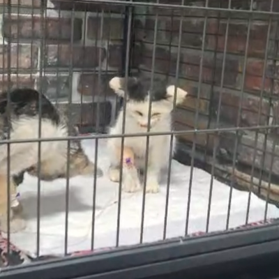 2 kittens