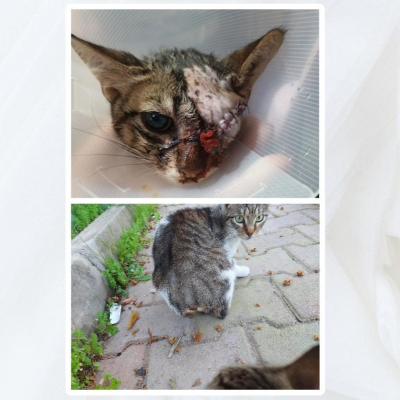 Abby & Tofu & Süslü