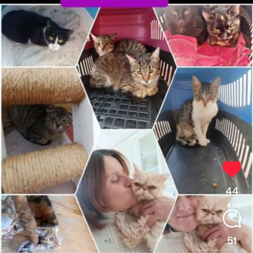 Zeynep Animal Sanctuary[f0f23ba6-4250-4fb4-ac16-19dc48a75e71]